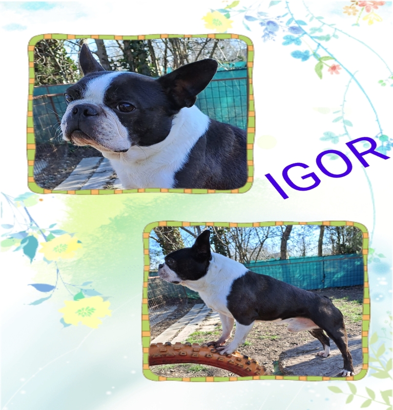 Igor